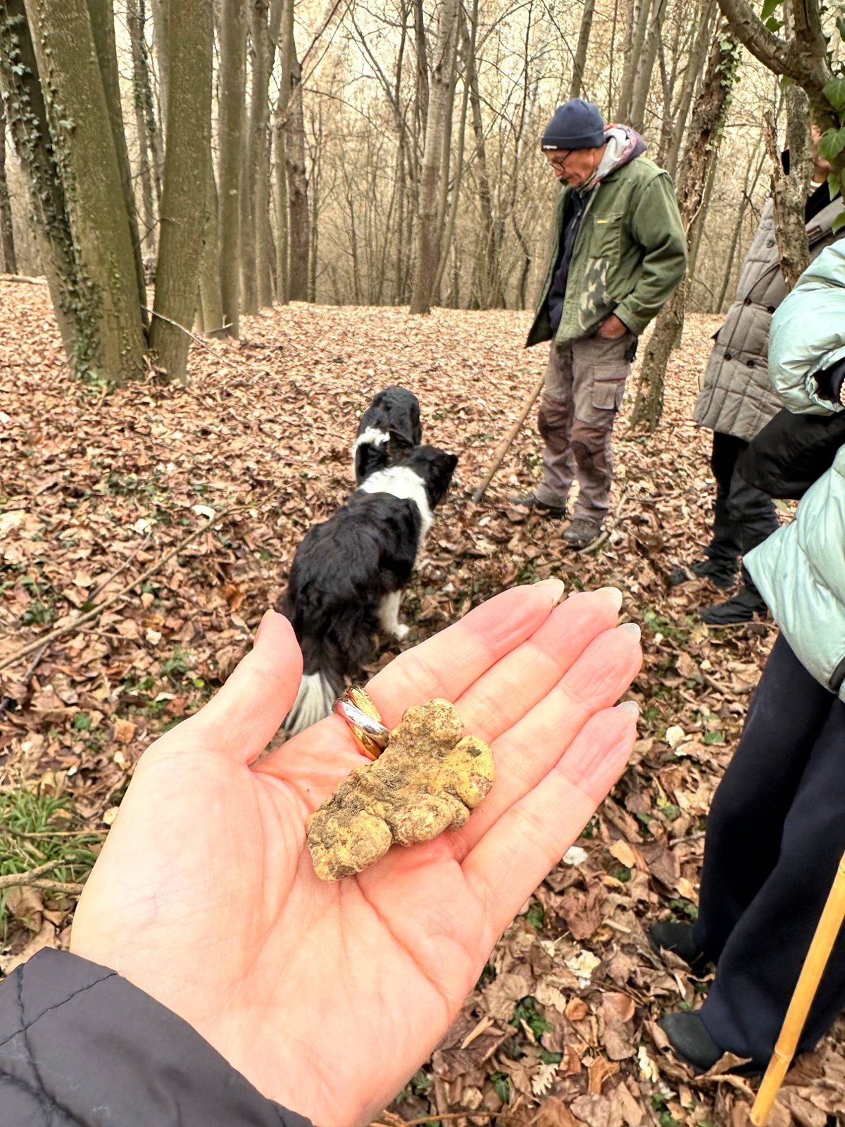 アルバの森で掘り出された白トリュフと猟犬
